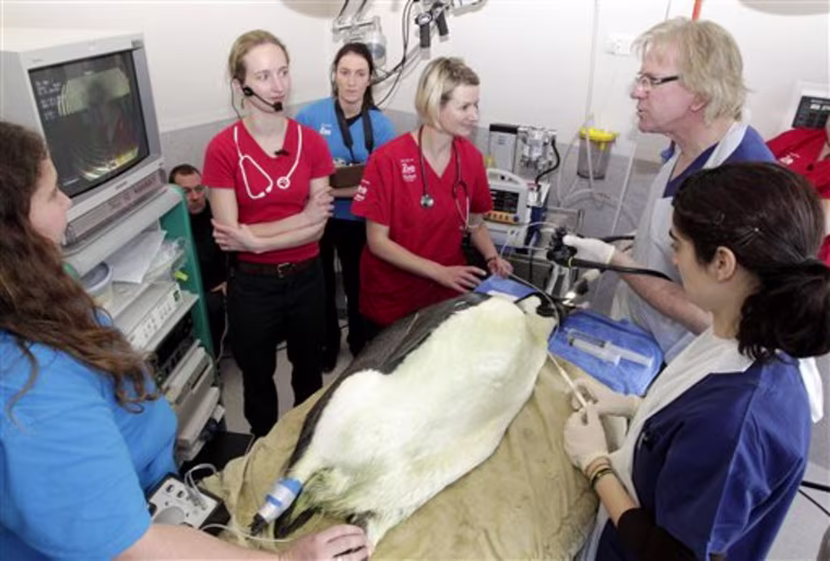 An Antarctic penguin, that wound up stranded on a New Zealand beach and resorted to eating sand, is prepared for x-rays over seen by Dr. John Wyeth, second right, at Wellington Zoo in Wellington, New Zealand, Monday, June 27, 2011. The penguin was recovering Monday after a very human treatment: an endoscopy performed by one of the country's leading surgeons. It may be months before the young emperor penguin - affectionately dubbed Happy Feet - fully recovers, and officials are uncertain about when or how it could return home about 3,200 kilometers (2,000 miles) away. (AP Photo/New Zealand Herald, Mark Mitchell) NEW ZEALAND OUT, AUSTRALIA OUT